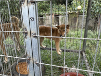 진도군 개식용 농장에는 ‘천연기념물’ 진돗개도 있었다