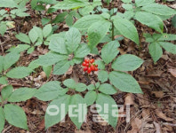국립산림과학원, ‘산양삼 친환경 재배 매뉴얼’ 발간