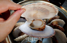[미식로드] 찬바람 부니 우유빛 살오른 관자 한입 어때요?