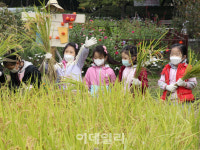 [포토] 양천구, 가을걷이 체험