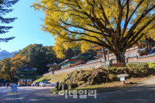 [여행] ‘악’ 쓰고 ‘치’ 떨며 오른 치악산, 쉬엄쉬엄 즐기다