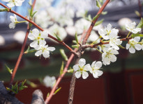 [줌인]종묘 오얏꽃향·창덕궁 모란향…K향기 널리널리 퍼지길