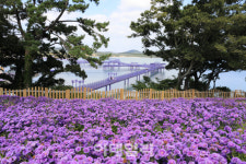 신안 퍼플섬·고창 고인돌 운곡습지, UNWTO 최우수 관광마을로 선정