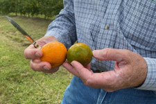 미국 오렌지 수확량 1945년 이후 최저…주스 비싸진다
