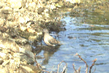 생태통로로 사람도 동물도 안전한 고속도로 만들어요