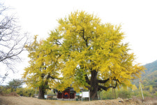 세종 세종리 은행나무 천연기념물 된다