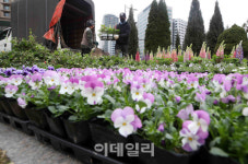 청솔꽃문화원 | [포토] 봄을 맞이하는 꽃단장