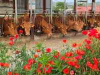 경기도, 깨끗한 축사 조성 지원 호감형 축산업 구축