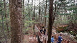 [여행] 뒤틀리고 휘어진 노거수, 500년간 성주를 품다
