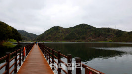 [여행] 뒤틀리고 휘어진 노거수, 500년간 성주를 품다