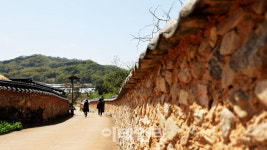 [여행] 뒤틀리고 휘어진 노거수, 500년간 성주를 품다