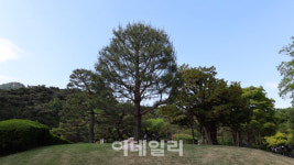 알고 가면 더 재밌는 ‘청와대’, 역대 대통령 기념식수와 위치는?