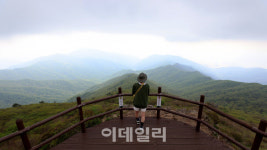 [여행] 구름 위 꽃밭 ‘노고단’, 야생화의 성지가 가다