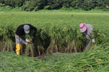 힌남노에 농작물 피해 3800ha…농식품부 응급 복구에 총력