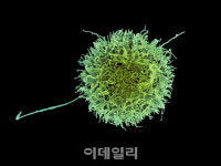 판 흔드는 NK세포 치료제, K-바이오 선두주자는?