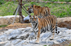 국립백두대간수목원, 17~30일 호랑이숲 관람 임시 중단