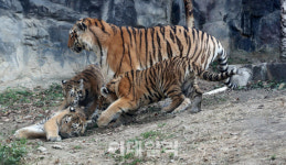 [포토]어흥 시베리아 호랑이 아기 삼형제, 일반에 첫 공개