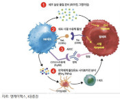 [인베스트 바이오]엔케이맥스, 갈수록 커지는 ‘수퍼NK’ 가치