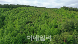 꿀벌을 살려라…충남에 축구장 4700개 규모 밀원숲 조성