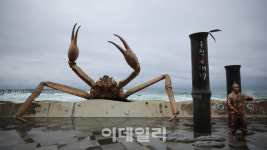 [미식로드] 울진의 참맛을 담은 대게축제