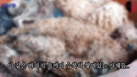 양평 개 사체 1200구 넘어…물탱크 2개 꽉 차 있었다