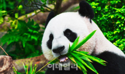3년만 中 패키지여행 재개…주 이용층 6070 돌아올까