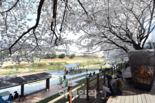 신흥 벚꽃 명소 의정부 호원 벚꽃길 상춘객 맞을 준비 마쳐