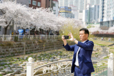 [포토] 성복천 벚꽃축제 점검