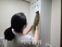 “다육이로 외로움 달래”…1인 가구 찾아온 ‘반려식물’