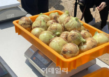 [르포]양파 뽑고 무게 재고…양파밭 생산량조사 현장 가보니