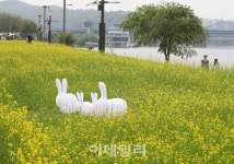 [포토] 서래섬 유채꽃