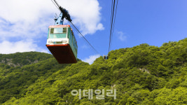 [여행]단풍 없어도 괜찮아…초록별 쏟아지니까