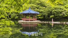 [여행]단풍 없어도 괜찮아…초록별 쏟아지니까