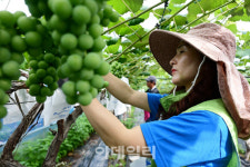 [포토] 도농교류의날 농가일손돕기