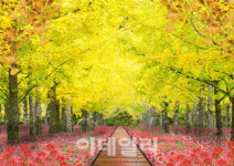 대전 대청호 일원에 대규모 은행나무숲 조성된다