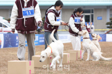 한국탐지견·반려견아카데미학원 | [포토]탐지경기 연습하는 참가견