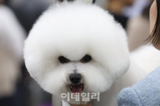 [포토]매력 뽐내는 비숑