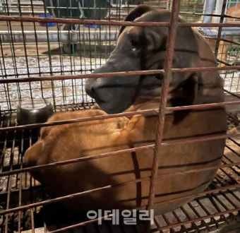 개식용금지법, 불발 위기…“육견협회 개 풀기”에 ‘어물쩡’ 대는 야당[댕냥구조대]