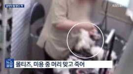 강아지 때려 즉사 시킨 미용 업체...7개월째 정상 영업