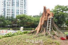 경기관광공사 추천 2월 가볼만한 곳 천년의 고목들