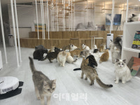 [르포] 야옹이를 웃게 만든 그 기술…귀뚜라미였네