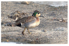 겨울철 물새류, 최근 10년 간 연평균 130만 마리 도래