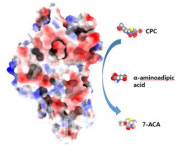 아미코젠 “이달 日에 친환경 항생제 첫 선적…효소매출 기대”