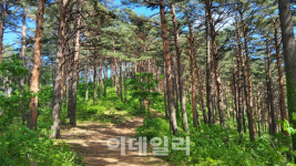 100년 만에 개방된 대관령소나무숲길..흐드러진 솔향기에 숨·쉼 흠뻑