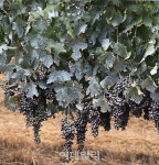 “호주 각 산지 특색 녹여냈죠”…한국서 불티라는 이 와인