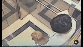 주먹으로 ‘퍽퍽’…애견유치원서 눈 터질 때까지 맞았다(영상)