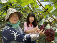 “샤인머스캣 보다 달콤”…한송이 3만원 넘어도 품절대란 이 포도
