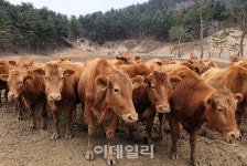 경기한우 전국 석권 노린다…道한우경진대회 접수 시작