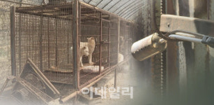 개농장, 보호소로 바꿨는데.. 法 철거 타당, 동물 보호도 법 지켜야
