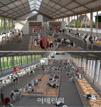 넓어서 좋소..미래 젖소 목장에서 짠 이로운 우유[댕냥구조대]